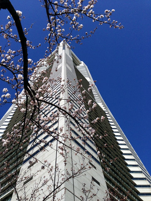 landmark_sakura